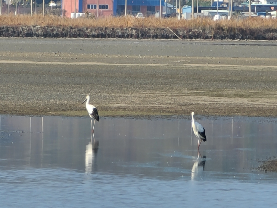 [2021.11.18] 전라남도 신안군에서 관찰된 황새입니다. 이미지