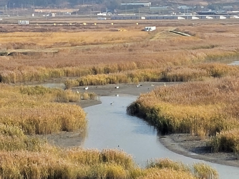 [2021.11.18] 전라북도 고창군에서 관찰된 황새입니다. 이미지