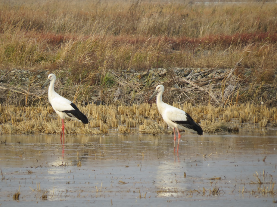 [2021.11.18] 경기도 화성시에서 관찰된 황새입니다. 이미지