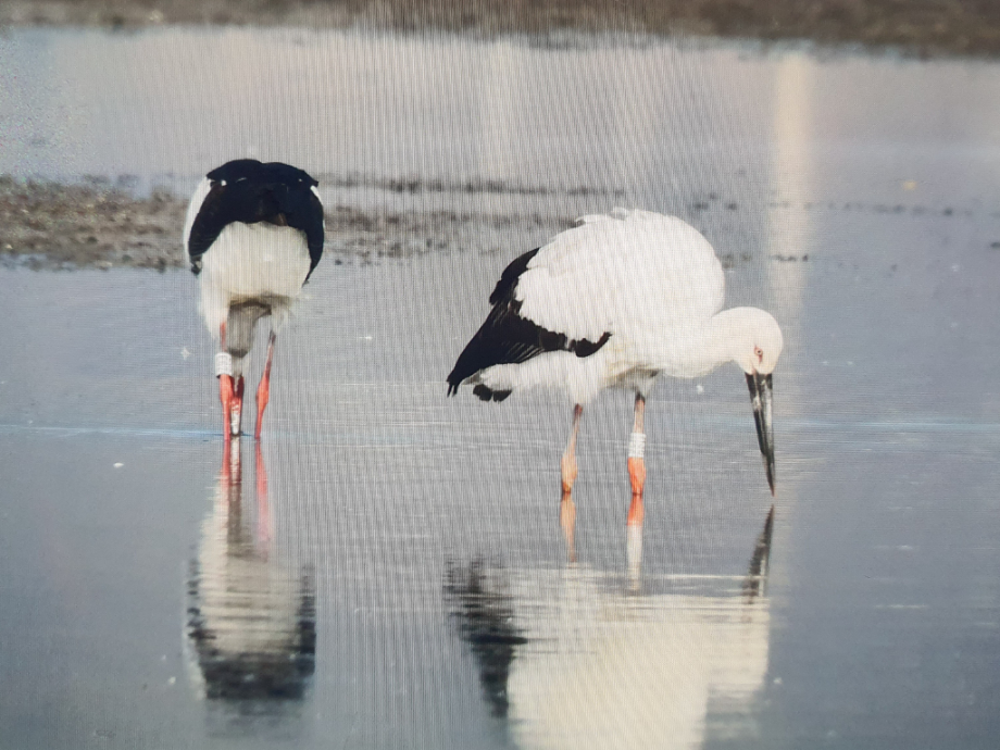 [2021.11.19] 전라남도 신안군에서 관찰된 황새입니다. 이미지