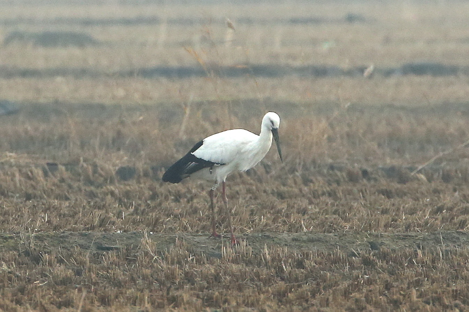 [2021.11.19] 충청남도 홍성군에서 관찰된 황새입니다. 이미지