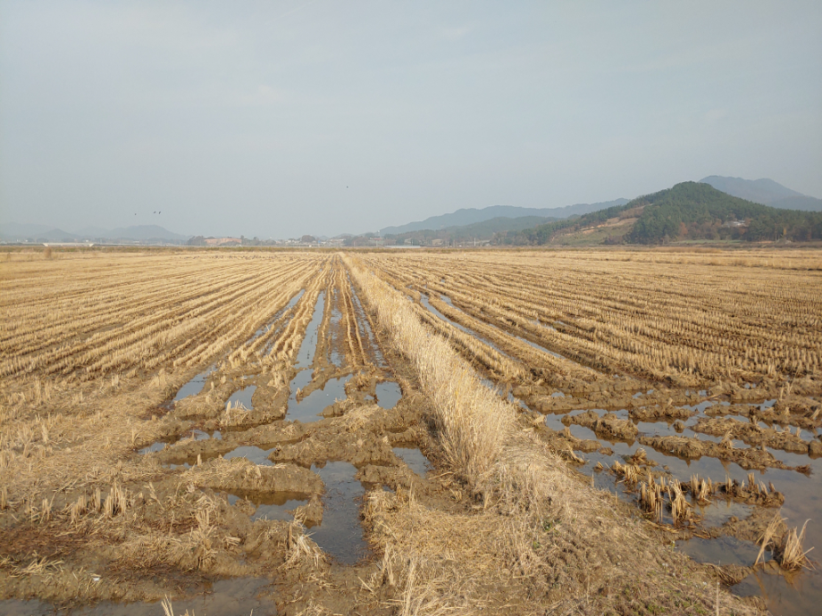 [2021.11.20] 충청남도 서산시에서 관찰된 황새입니다. 이미지