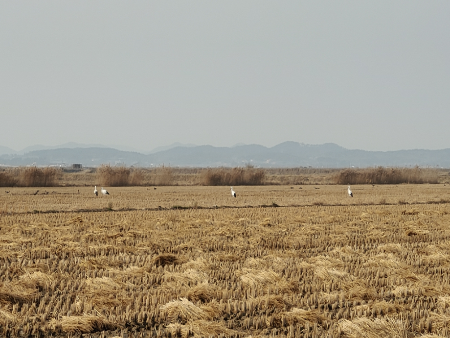 [2021.11.20] 충청남도 서산시에서 관찰된 황새입니다. 이미지
