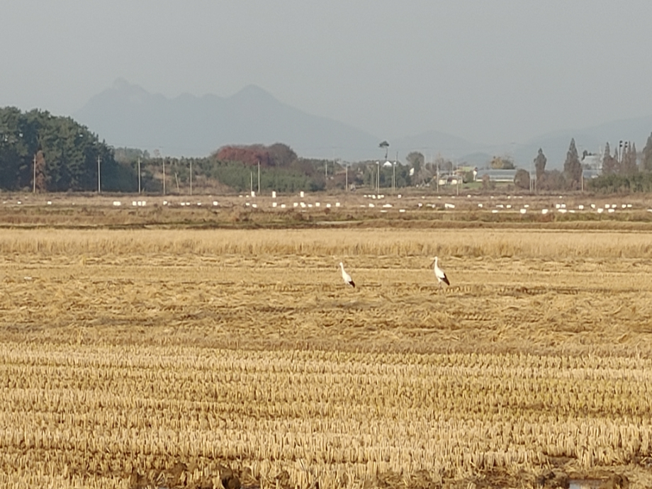 [2021.11.20] 충청남도 태안군에서 관찰된 황새입니다. 이미지