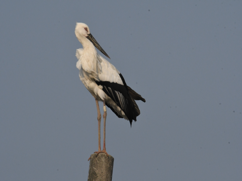 [2021.11.20] 전라남도 해남군에서 관찰된 황새입니다. 이미지