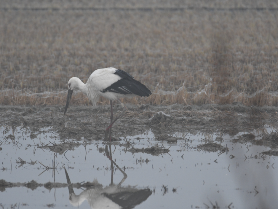 [2021.11.21] 전라남도 해남군에서 관찰된 황새입니다. 이미지