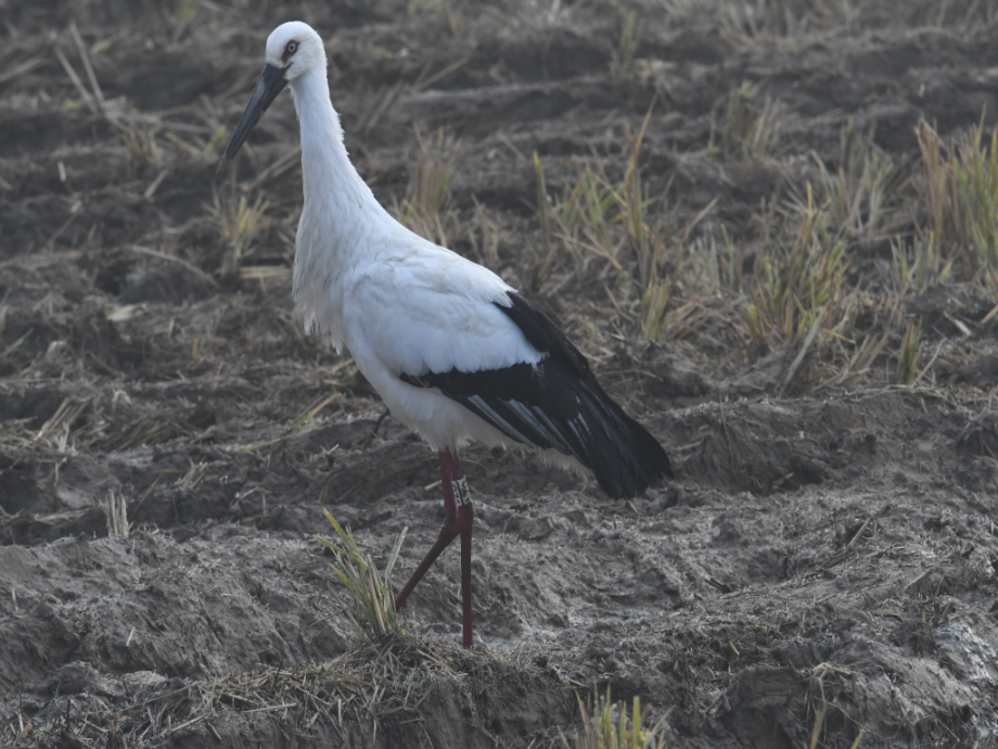 [2021.11.21] 전라남도 진도군에서 관찰된 황새입니다. 이미지