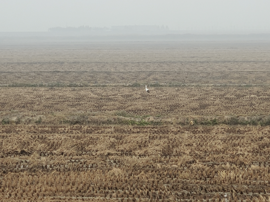 [2021.11.21] 충청남도 서산시에서 관찰된 황새입니다. 이미지