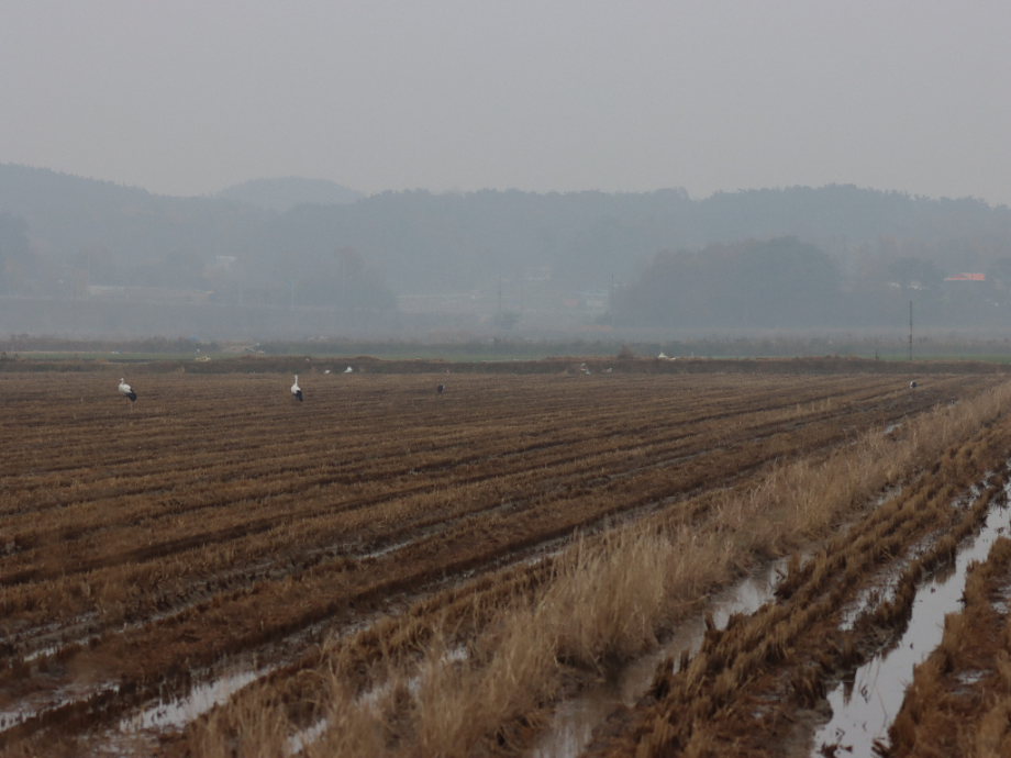 [2021.11.21] 충청남도 서산시에서 관찰된 황새입니다. 이미지