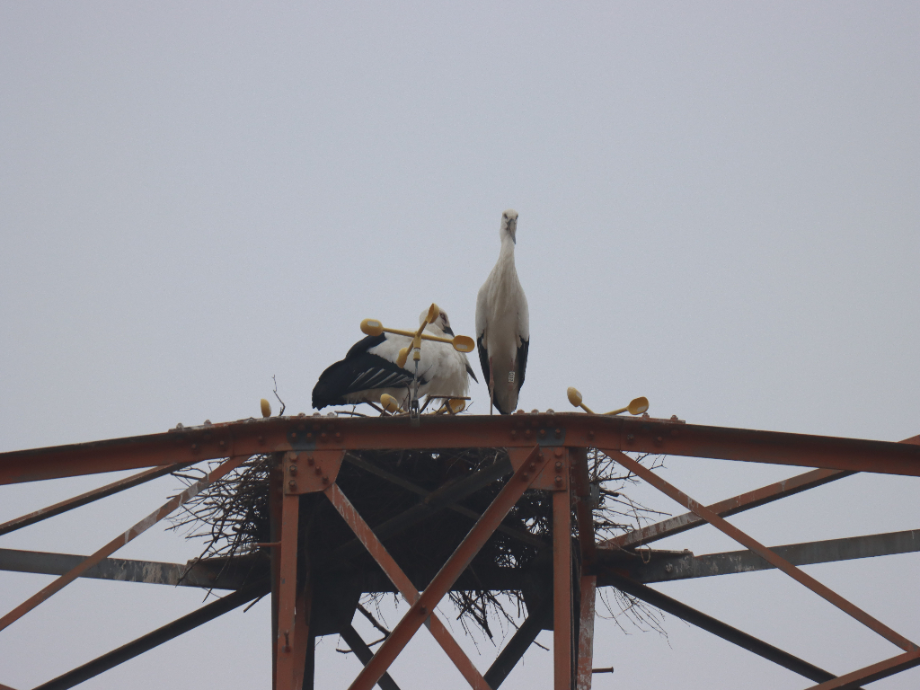 [2021.11.21] 충청남도 태안군에서 관찰된 황새입니다. 이미지
