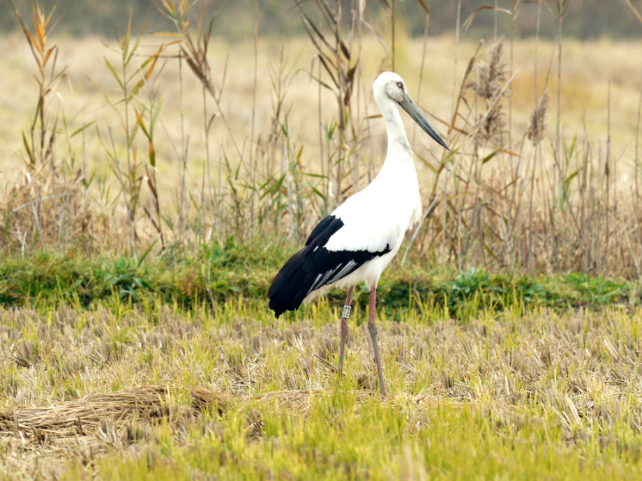 [2021.11.21] 전라북도 고창군에서 관찰된 황새입니다. 이미지