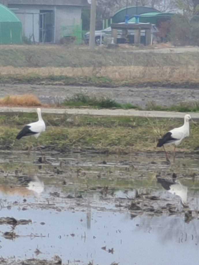 [2021.11.21] 충청남도 태안군에서 관찰된 황새입니다. 이미지