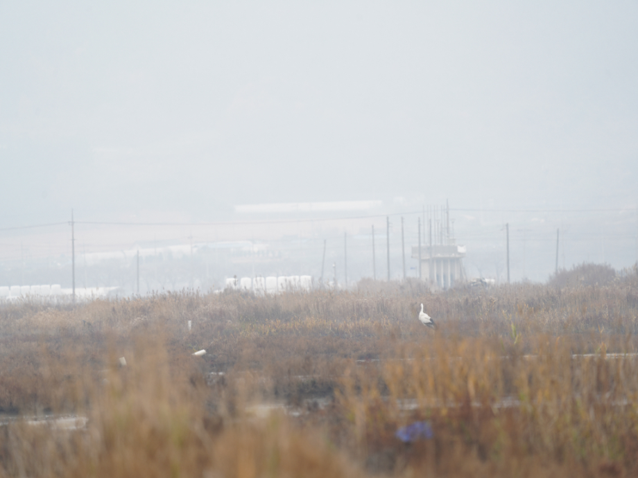 [2021.11.21] 전라북도 고창군에서 관찰된 황새입니다. 이미지