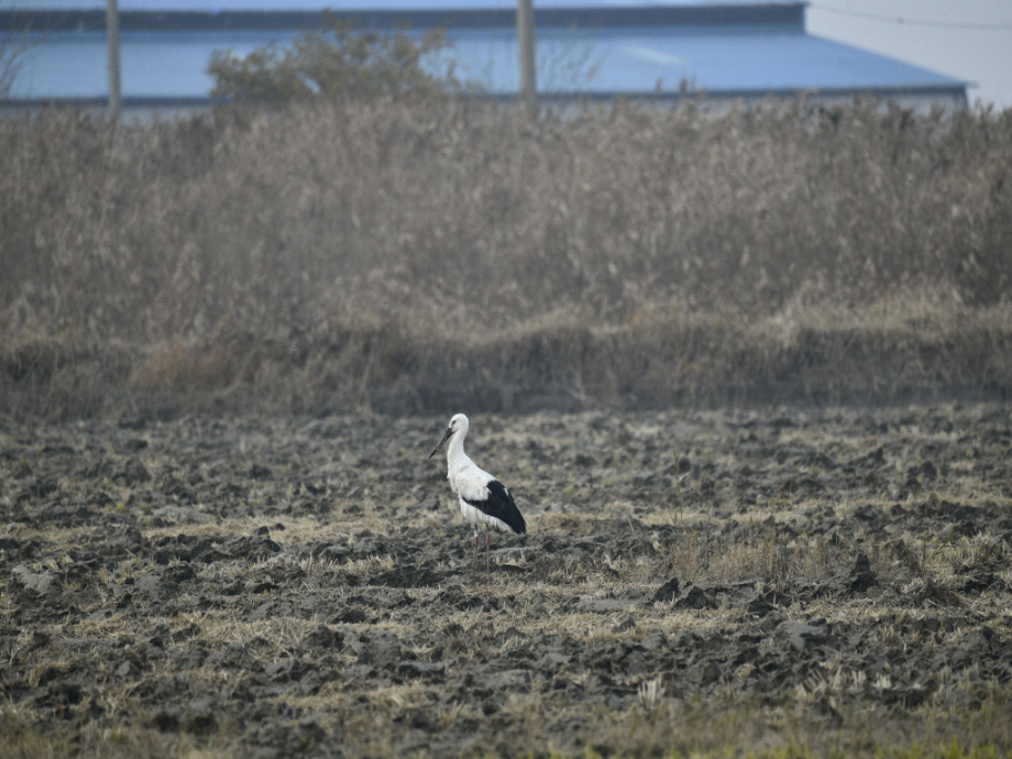 [2021.11.21] 전라북도 고창군에서 관찰된 황새입니다. 이미지