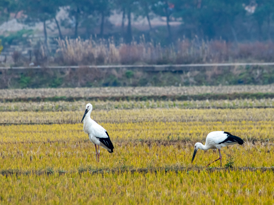 [2021.11.21] 전라북도 부안군에서 관찰된 황새입니다. 이미지