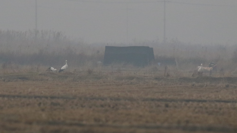 [2021.11.21] 경기도 화성시에서 관찰된 황새입니다. 이미지