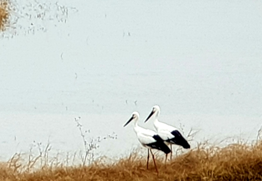 [2021.11.22] 충청남도 예산군에서 관찰된 황새입니다. 이미지