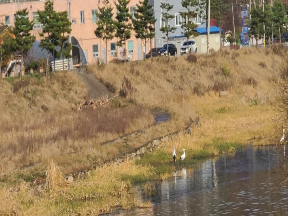[2021.11.22] 충청남도 예산군에서 관찰된 황새입니다. 이미지