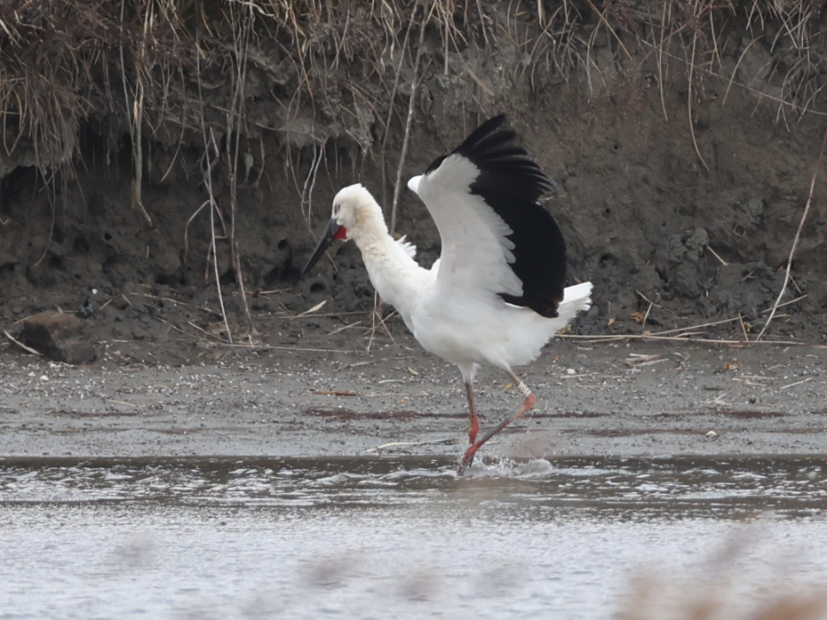 [2021.11.22] 전라남도 영광군에서 관찰된 황새입니다. 이미지