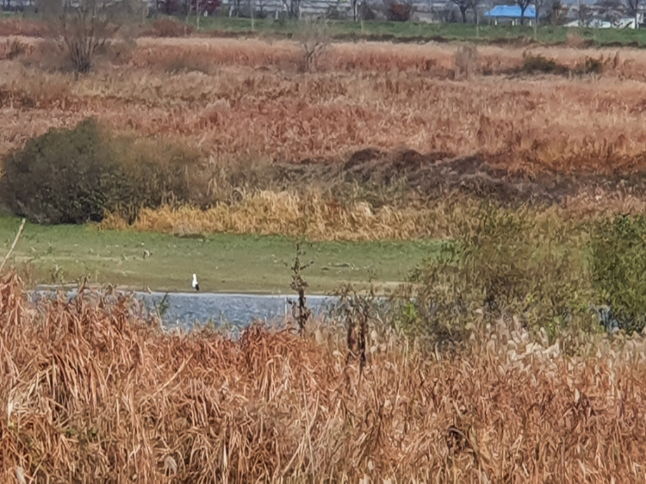 [2021.11.22] 전라북도 전주시에서 관찰된 황새입니다. 이미지