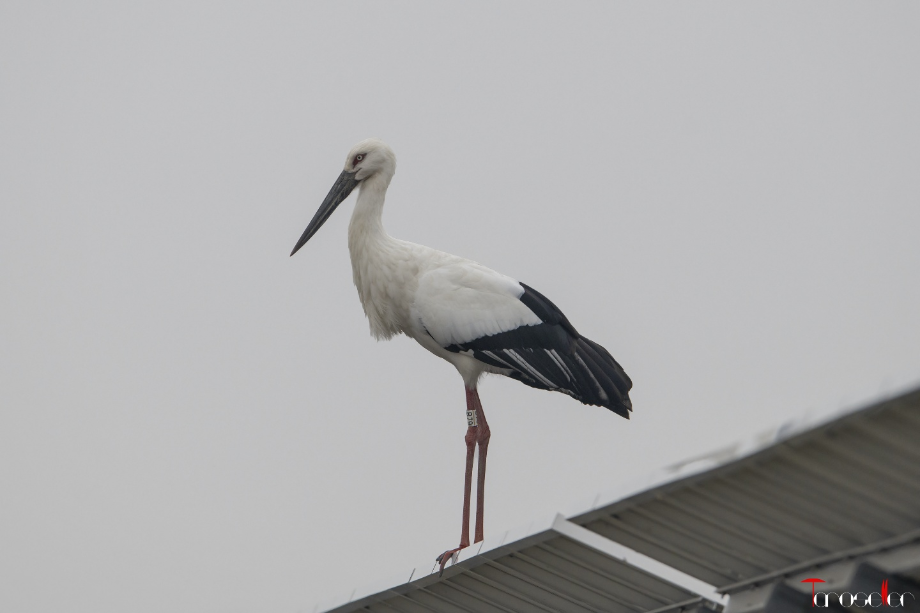 [2021.11.22] 전라남도 해남군에서 관찰된 황새입니다. 이미지