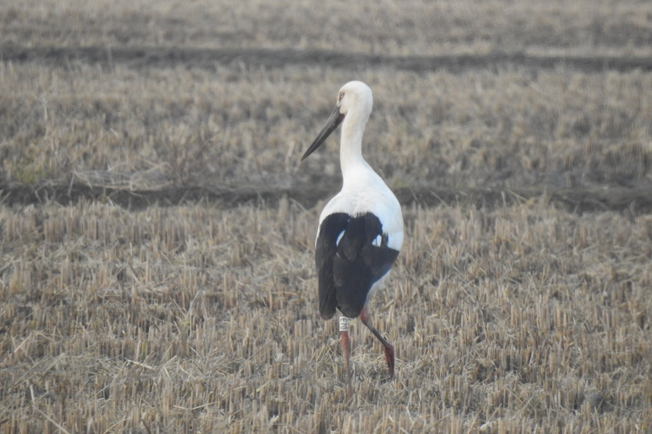 [2021.11.22] 충청남도 서천군에서 관찰된 황새입니다. 이미지