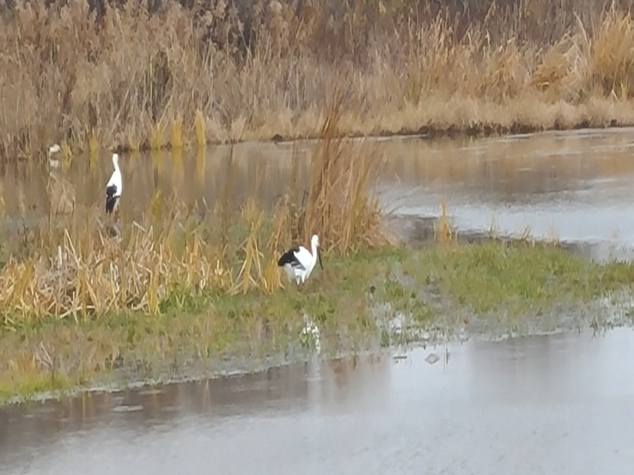 [2021.11.22] 충청남도 예산군에서 관찰된 황새입니다. 이미지