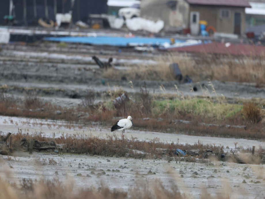[2021.11.22] 전라남도 영광군에서 관찰된 황새입니다. 이미지