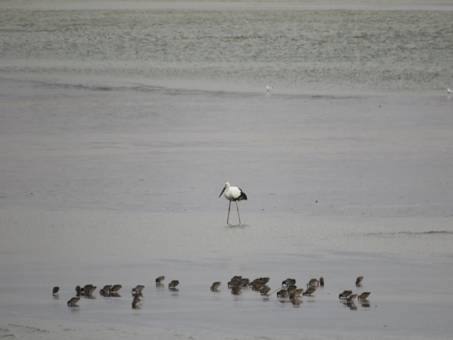 [2021.11.22] 충청남도 예산군에서 관찰된 황새입니다. 이미지