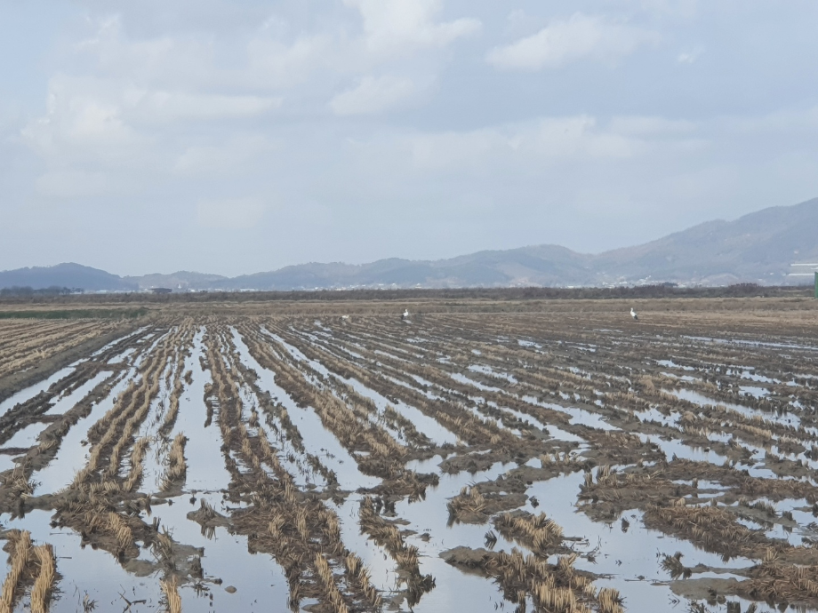 [2021.11.22] 충청남도 서산시에서 관찰된 황새입니다. 이미지