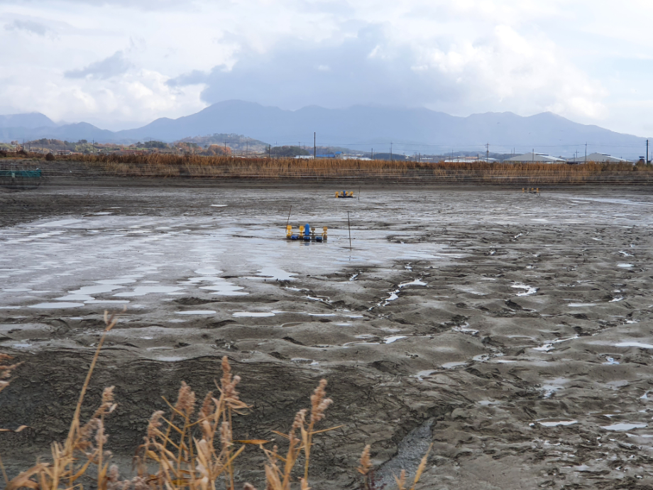[2021.11.22] 전라북도 고창군에서 관찰된 황새입니다. 이미지