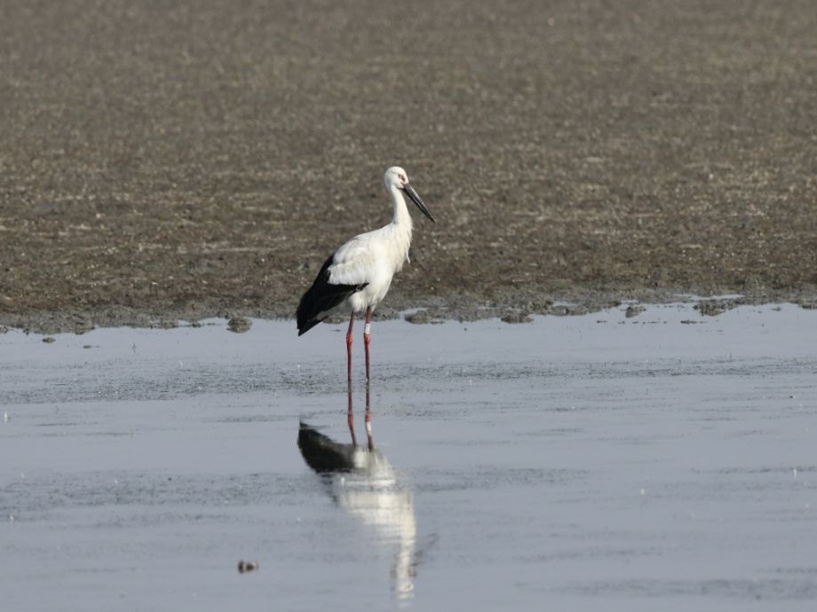 [2021.11.22] 전라남도 신안군에서 관찰된 황새입니다. 이미지