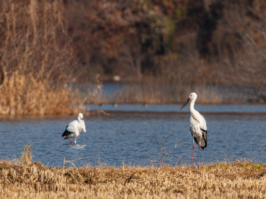 [2021.11.24] 충청남도 예산군에서 관찰된 황새입니다. 이미지