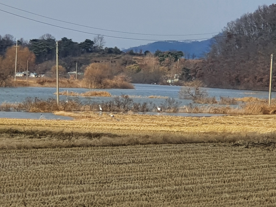 [2021.11.24] 충청남도 예산군에서 관찰된 황새입니다. 이미지