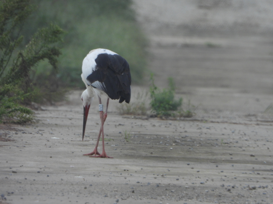 [2021.09.01] 충청남도 예산군에서 관찰된 황새입니다. 이미지