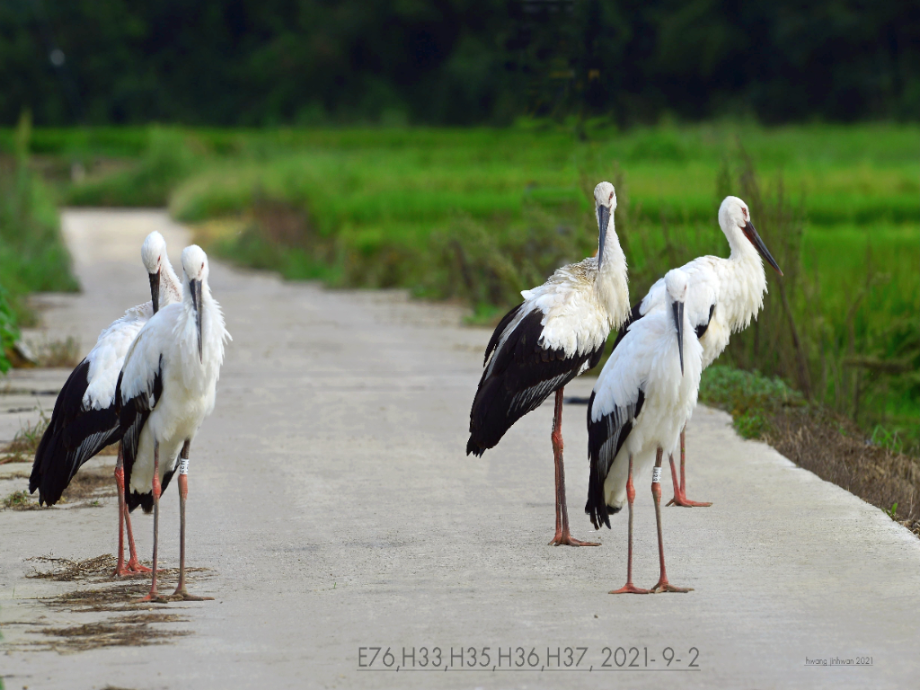 [2021.09.02] 충청남도 예산군에서 관찰된 황새입니다. 이미지