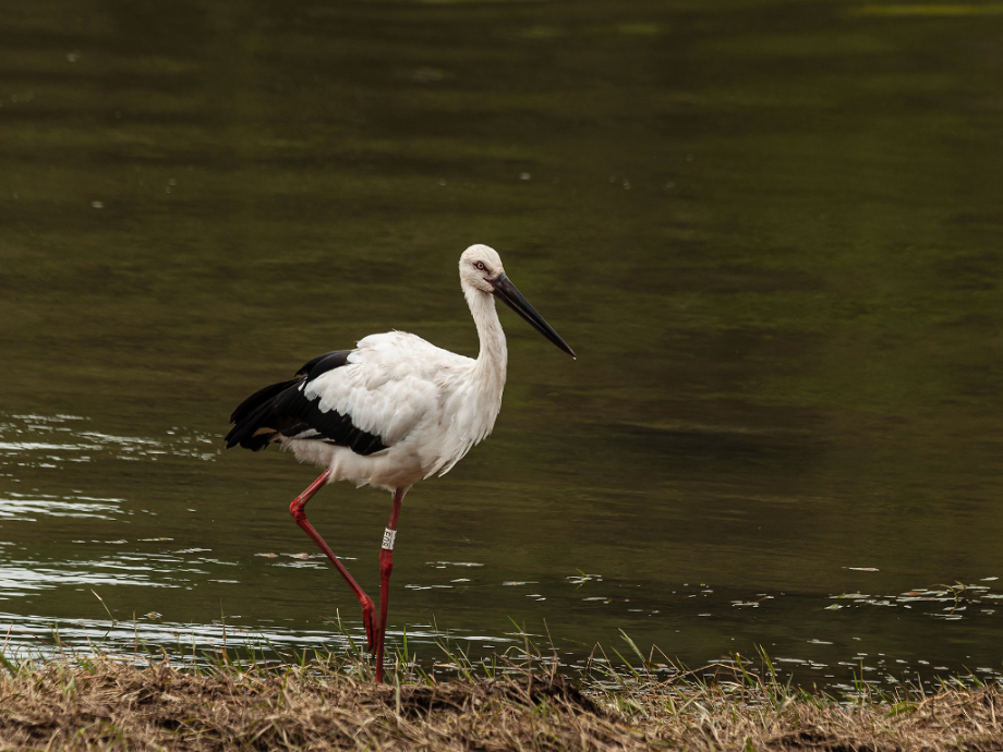 [2021.09.02] 충청남도 예산군에서 관찰된 황새입니다. 이미지