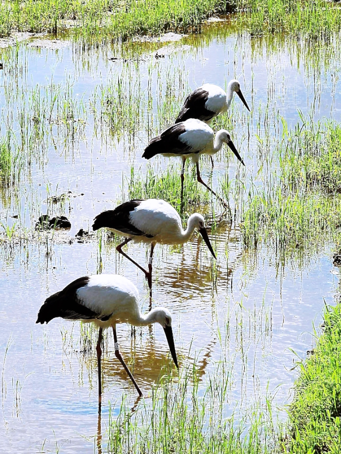 [2021.09.03] 충청남도 예산군에서 관찰된 황새입니다. 이미지