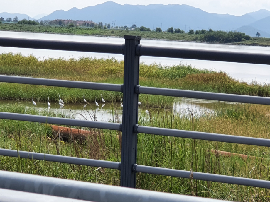 [2021.09.04] 새만금지역에서 관찰된 황새입니다. 이미지
