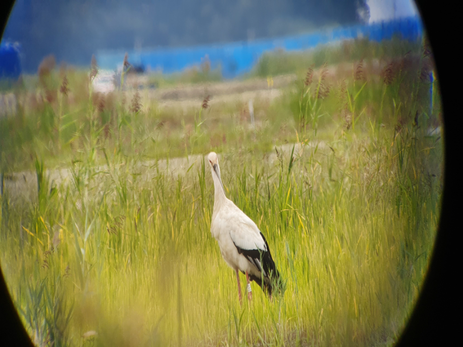 [2021.09.04] 새만금지역에서 관찰된 황새입니다. 이미지