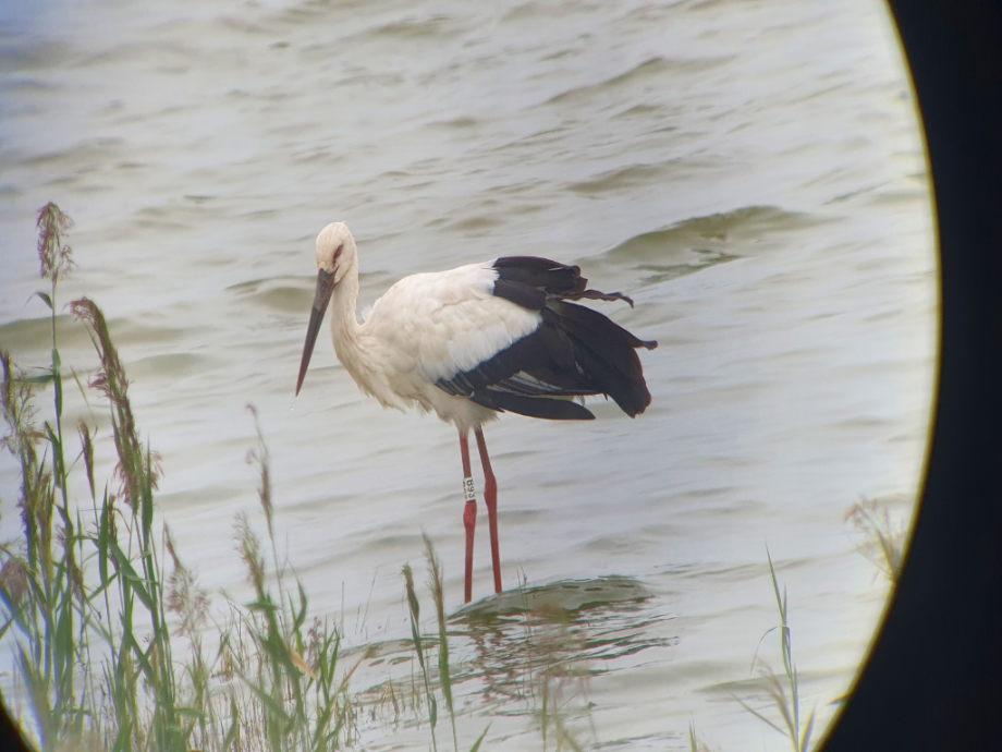 [2021.09.04] 새만금지역에서 관찰된 황새입니다. 이미지