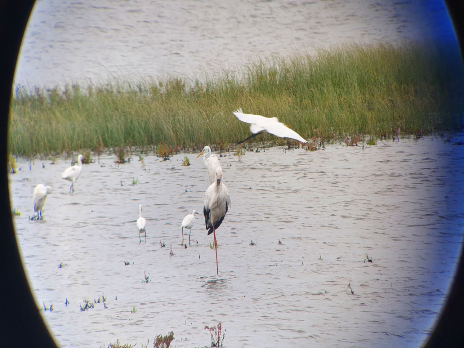 [2021.09.04] 새만금지역에서 관찰된 황새입니다. 이미지