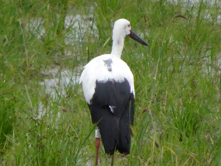 [2021.09.06] 경기도 평택시에서 관찰된 황새입니다. 이미지
