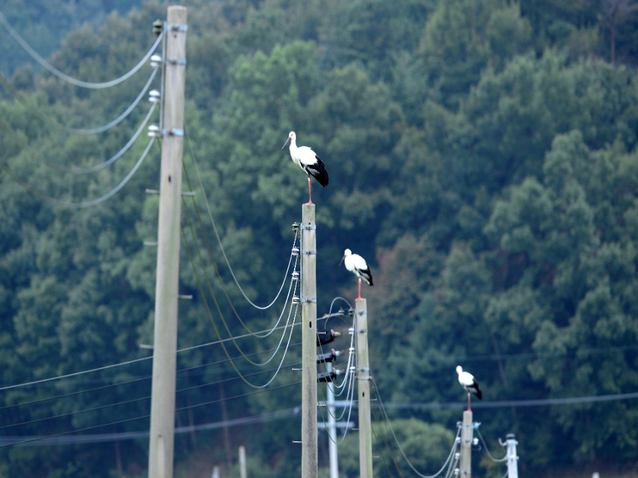[2021.09.08] 충청남도 예산군에서 관찰된 황새입니다. 이미지