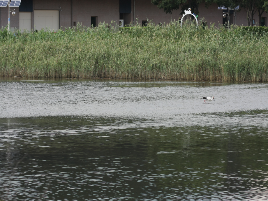 [2021.09.08] 부산광역시 사하구에서 관찰된 황새입니다. 이미지