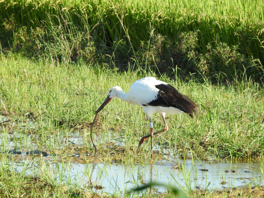 [2021.09.08] 경기도 평택시에서 관찰된 황새입니다. 이미지