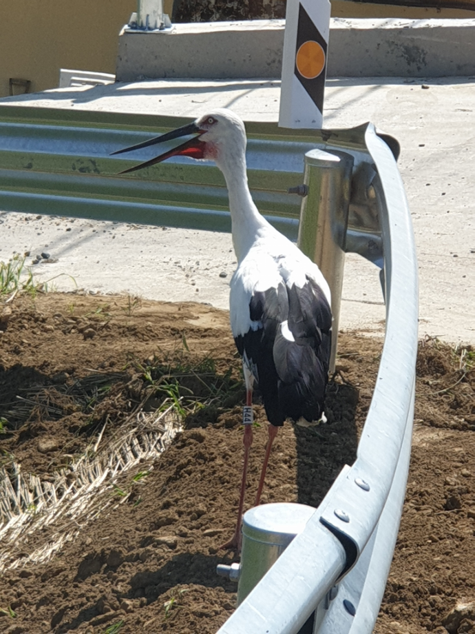 [2021.09.11] 충청남도 예산군에서 관찰된 황새입니다. 이미지
