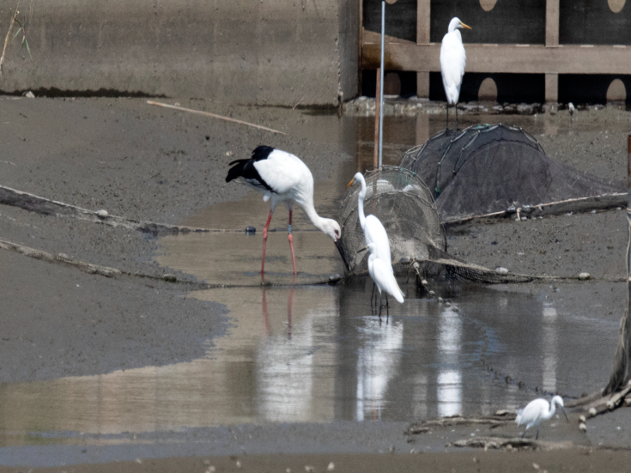 [2021.09.11] 경기도 화성시에서 관찰된 황새입니다. 이미지