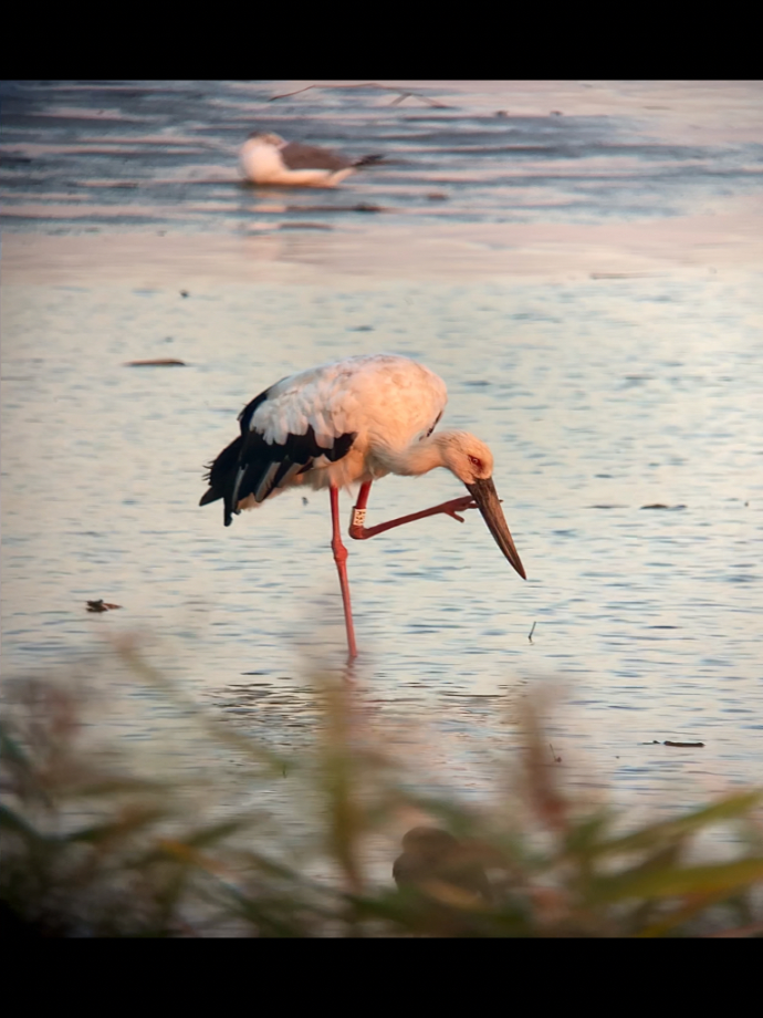 [2021.09.11] 전라북도 김제시에서 관찰된 황새입니다. 이미지