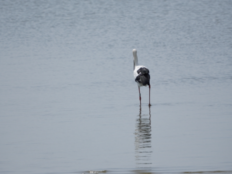 [2021.09.12] 충청남도 예산군에서 관찰된 황새입니다. 이미지